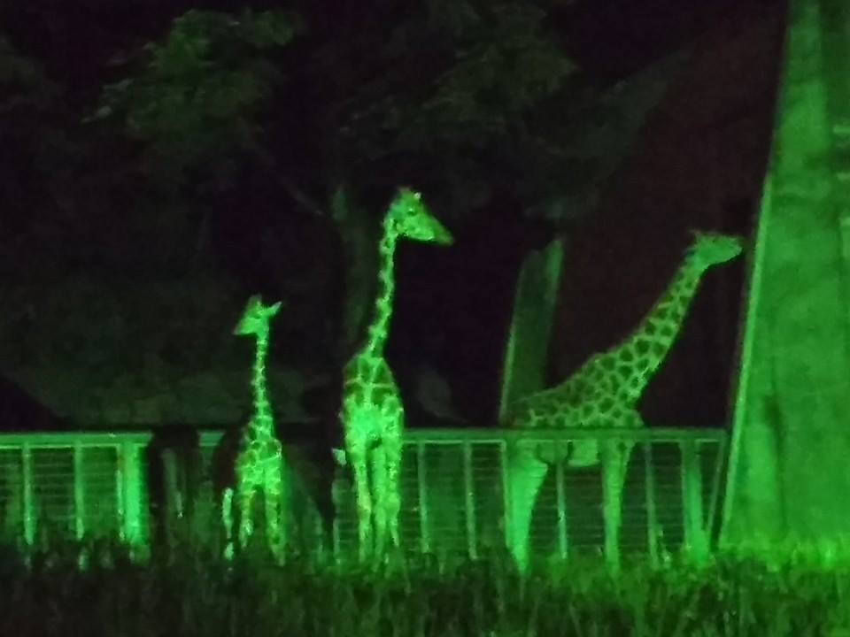 東山動植物園のナイトズー